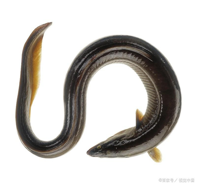  Eel Peptides 