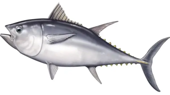 Tuna Peptides