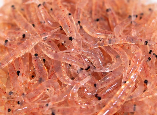  Krill Peptides 