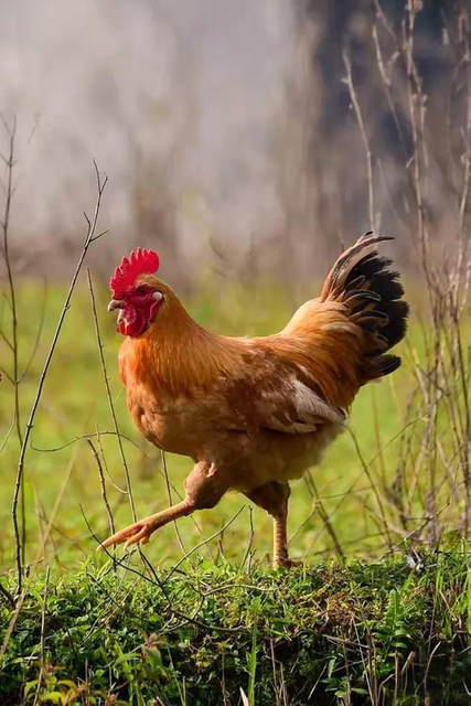  II Collagen Peptides 